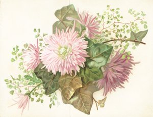 Rosa blomster (Dahlia), kort av English School