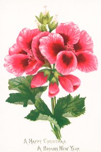 Rosa blomster, julekort av English School
