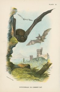 Pipistrelle eller vanlig flaggermus av English School