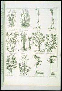 Plants from Culpepers English Physician and Complete Herbal, utgitt 1790 av English School