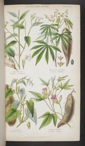 Planter brukt som mat, fra 'A Manual of Indian Botany' av English School