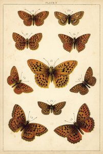 Tallerken fra Vårt Lands sommerfugler og møll (chromolitho) av English School