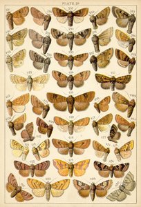 Tallerken fra Vårt Lands sommerfugler og møll (chromolitho) av English School