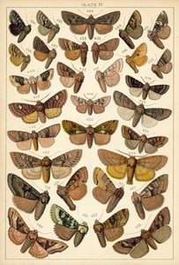 Tallerken fra Vårt Lands sommerfugler og møll (chromolitho) av English School