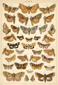 Tallerken fra Vårt Lands sommerfugler og møll (chromolitho) av English School
