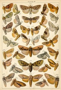 Tallerken fra Vårt Lands sommerfugler og møll (chromolitho) av English School