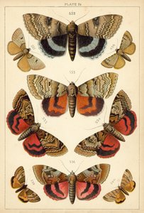 Tallerken fra Vårt Lands sommerfugler og møll (chromolitho) av English School
