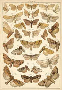 Tallerken fra Vårt Lands sommerfugler og møll (chromolitho) av English School