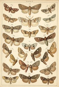 Tallerken fra Vårt Lands sommerfugler og møll (chromolitho) av English School