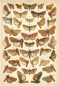 Tallerken fra Vårt Lands sommerfugler og møll (chromolitho) av English School