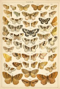 Tallerken fra Vårt Lands sommerfugler og møll (chromolitho) av English School