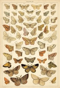 Tallerken fra Vårt Lands sommerfugler og møll (chromolitho) av English School