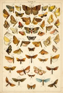 Tallerken fra Vårt Lands sommerfugler og møll (chromolitho) av English School