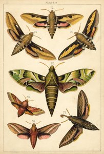 Tallerken fra Vårt Lands sommerfugler og møll (chromolitho) av English School