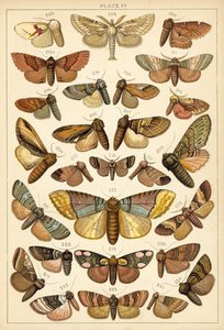 Tallerken fra Vårt Lands sommerfugler og møll (chromolitho) av English School