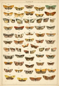 Tallerken fra Vårt Lands sommerfugler og møll (chromolitho) av English School