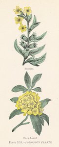 Giftige planter (farge litho) av English School