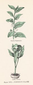 Giftige planter (farge litho) av English School