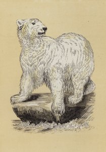 Isbjørn (farge litho) av English School