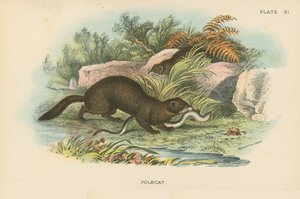 Polecat av English School