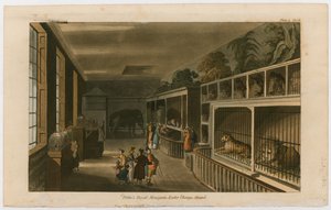 Politos Royal Menagerie, Exeter Change, Strand av English School