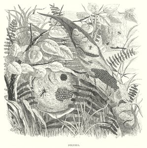 Polybia-veps (gravering) av English School