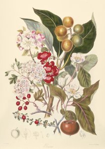 Pomaceae, eplestammen av English School