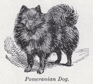 Pomeranian hund (litho) av English School