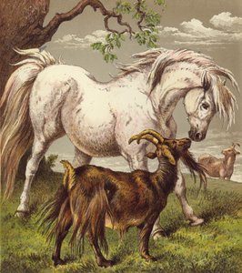 Ponni og geiter (farge litho) av English School