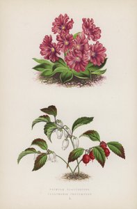 Primula Glaucescens Gaultheria procumbens (farge litho) av English School