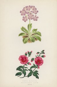 Primula Marginata; Helianthemum Roseum (farge litho) av English School