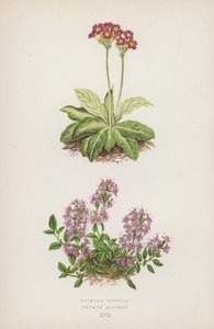 Primula Scotica; Thymus Alpinus (farge litho) av English School