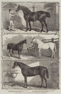 Premiehester i Agricultural Hall, Islington (gravering) av English School