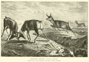 Prong-horn antilope, Antilocapra Americana av English School