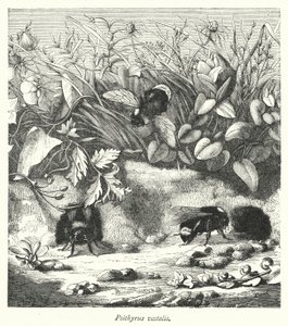 Psithyrus vestalis (gravering) av English School