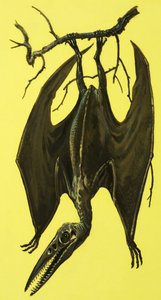 Pterodactylus av English School