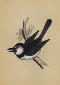 Puff Bird (farge litho) av English School