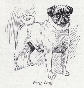 Mops hund (litho) av English School