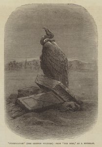 "Purification" (The Griffon Vulture), fra "The Bird," av J Michelet (gravering) av English School