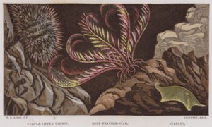 Purple-tipped urchin, rosenrød fjærstjerne, Starlet (farge litho) av English School