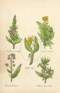 Purple Loosestrife, Skjørbukgress, Water Lily, Houndstongue, Petitory of the Wall (farge litho) av English School