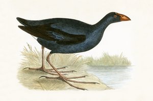 Purple Waterhen, illustrasjon fra 