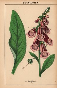 Lilla revehanske  , fra "The Instructive Picturebook, or Lessons from the Vegetable World," [Charlotte Mary Yonge], Edinburgh av English School