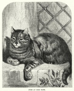 Puss på hennes letthet (gravering) av English School