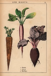 Reddik, gulrot og rødbeter.  , fra "The Instructive Picturebook, or Lessons from the Vegetable World," [Charlotte Mary Yonge], Edinburgh av English School