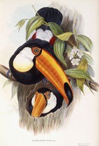 Ramphastos Toco av English School