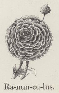 Ranunculus (gravering) av English School