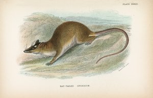 Rottehalet opossum av English School