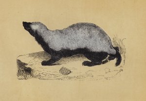 Ratel (fargelitografi) av English School