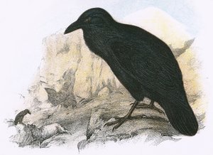 Ravn